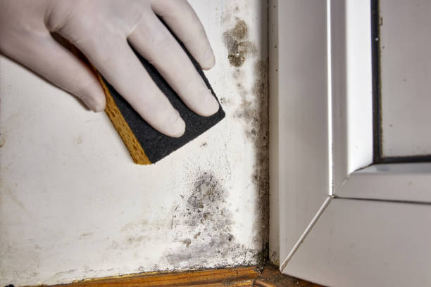 Mold Remediation for Vacation Homes in Clairton, PA